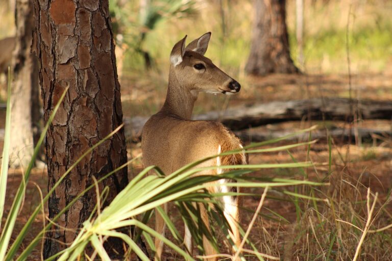 Whitetail Deer Firearm Hunting Opener is a Month Away! Minnesota